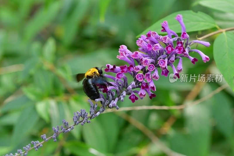 budleja lindleyana / Lindley的蝴蝶丛